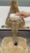 Electric Steam Cat Grooming Brush