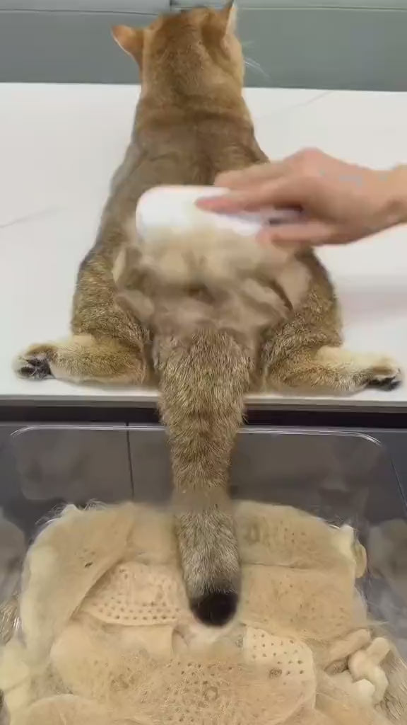 Electric Steam Cat Grooming Brush