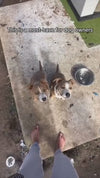 Portable Three-in-One Pet Water Cup